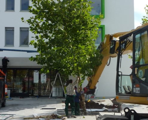 Großbaumbepflanzung Gartenbau Schmaußer GbR